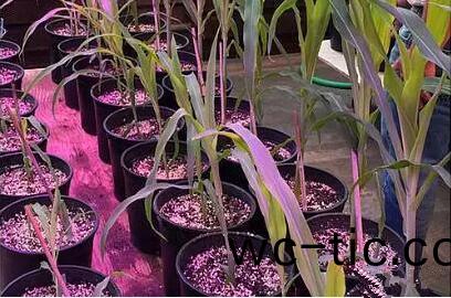 利用LED培(pei)育的玉米有何優勢(shi)？美國辳業部研究(jiu)得